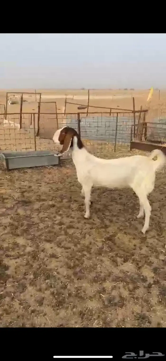 عنزين حليب تم البيع تم البيع 0