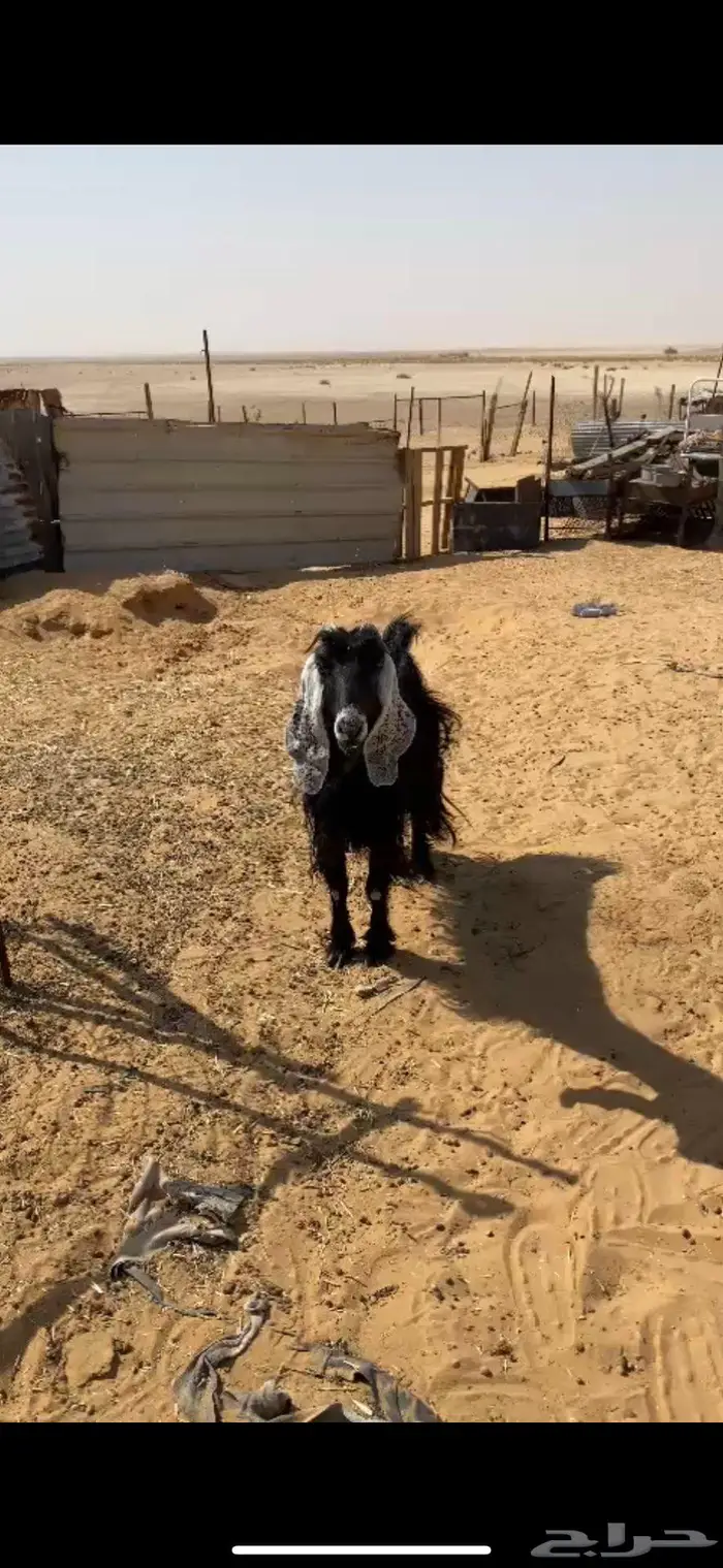 عنزين حليب تم البيع تم البيع 2