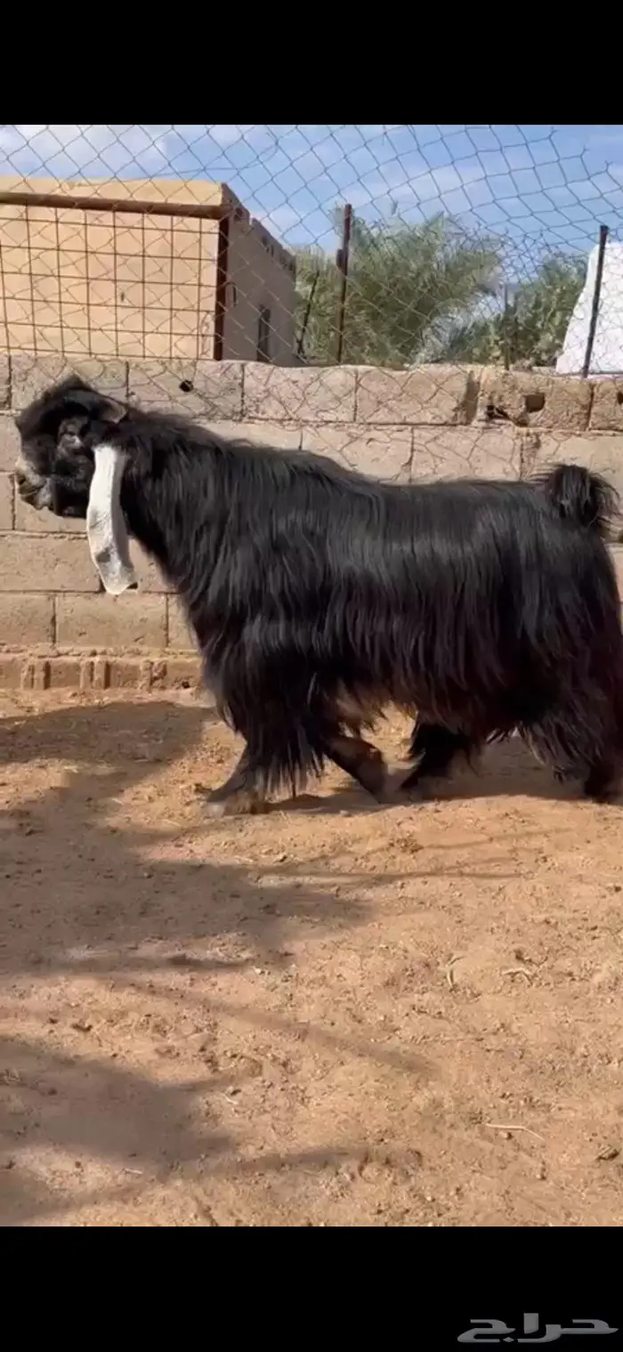 مشروع فحل عارضي صنف فاخر 6