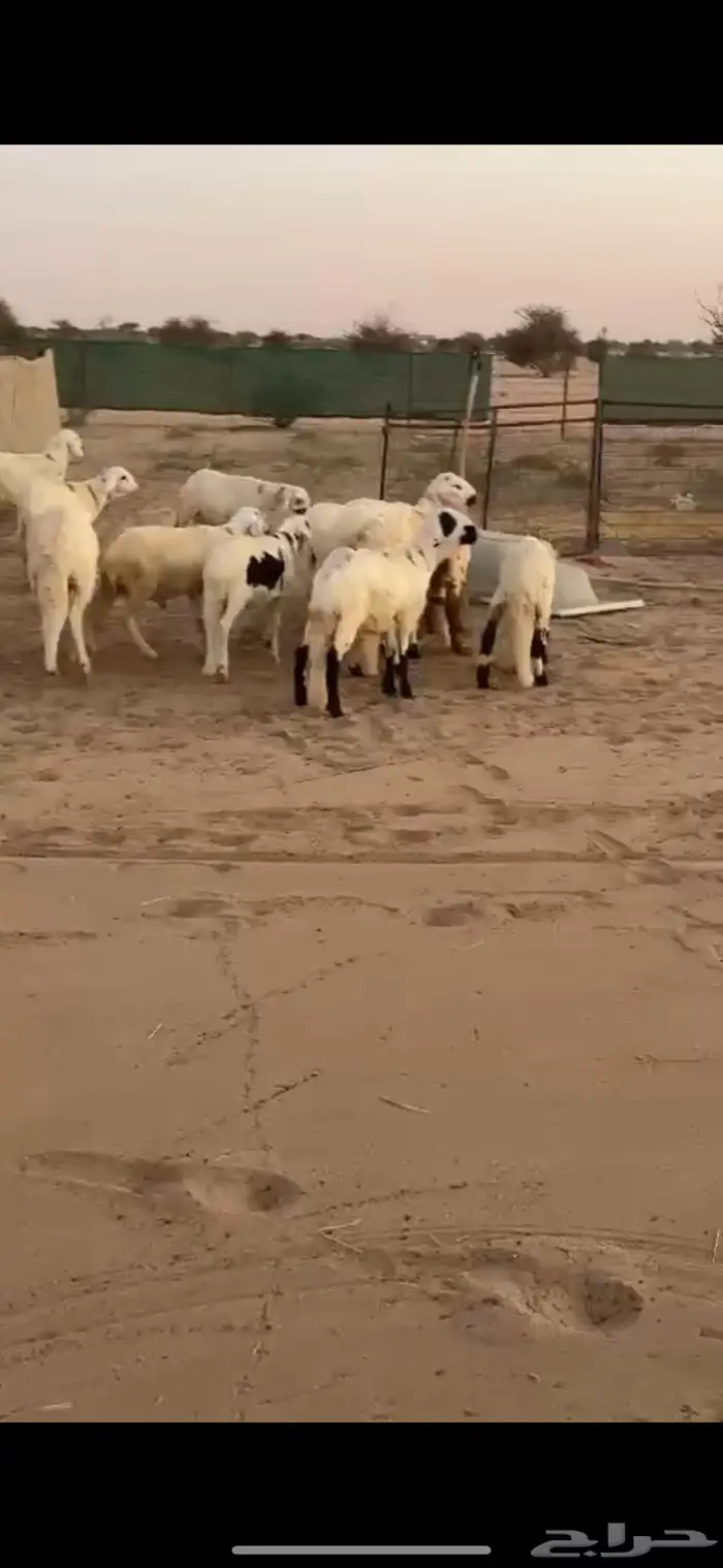 سواكن طيبه مرباه للبيع 0