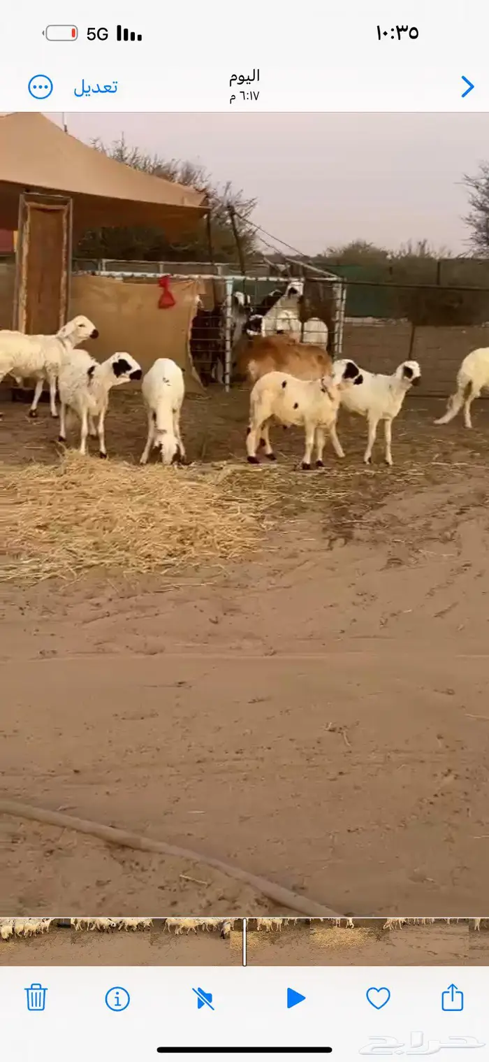 سواكن طيبه مرباه للبيع 2