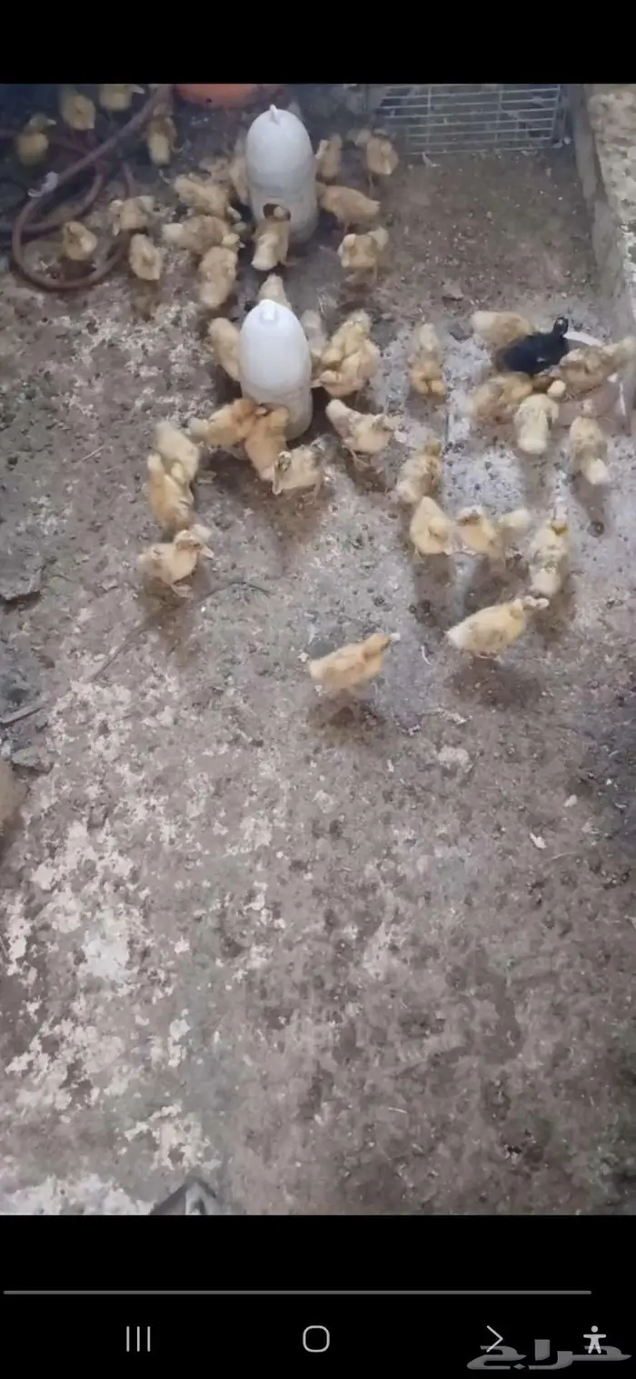 صوص بط بكين الخرج 0
