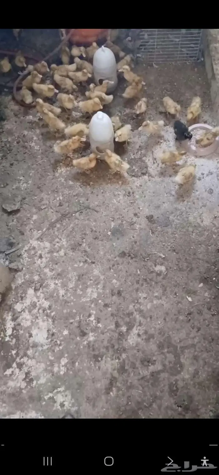 صوص بط بكين الخرج 2