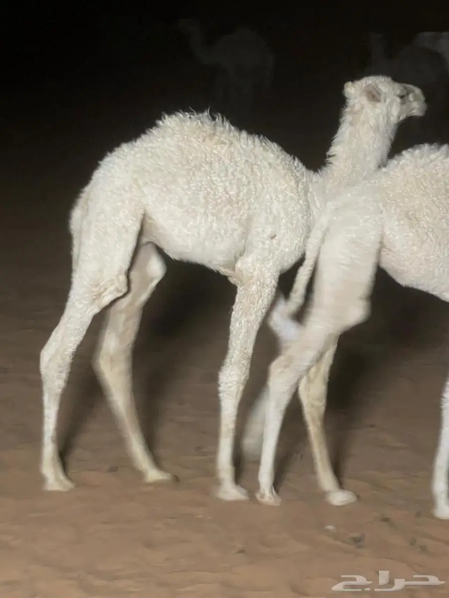 قعود ضيار 0
