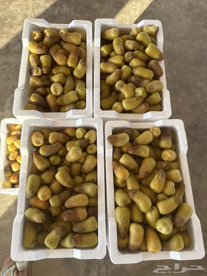 برني وروثانه 0