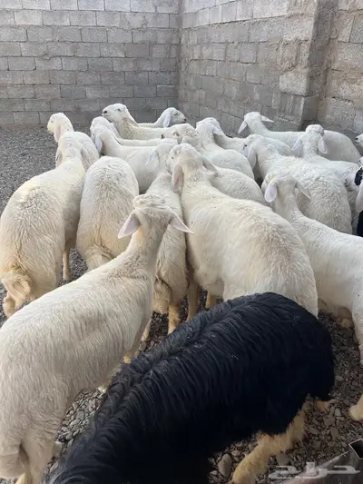 ذبايح حريات ونجد 1