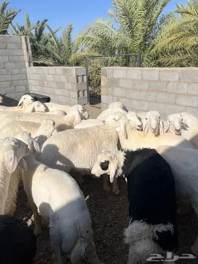 ذبايح حريات ونجد 2