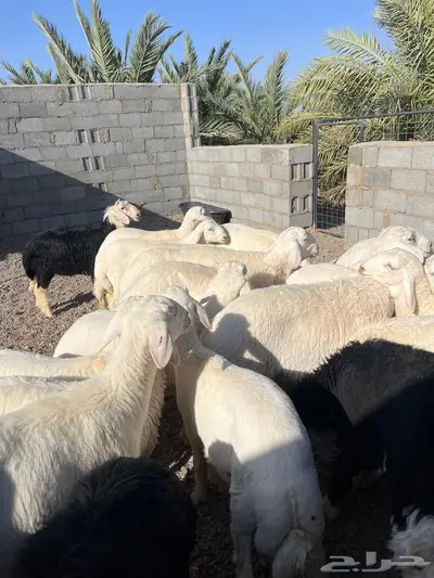ذبايح حريات ونجد 0