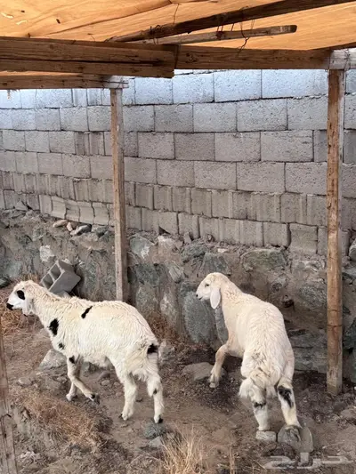 2 طليان حريه 0