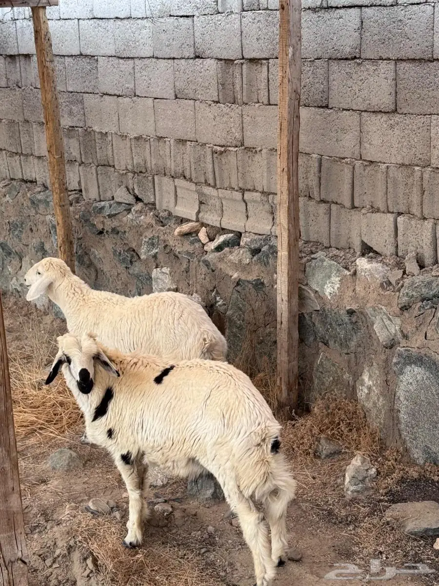 2 طليان حريه 1