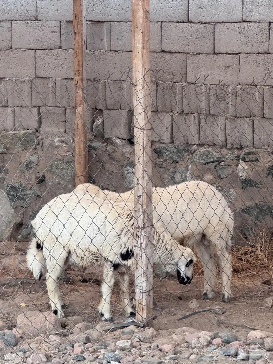 2 طليان حريه 3