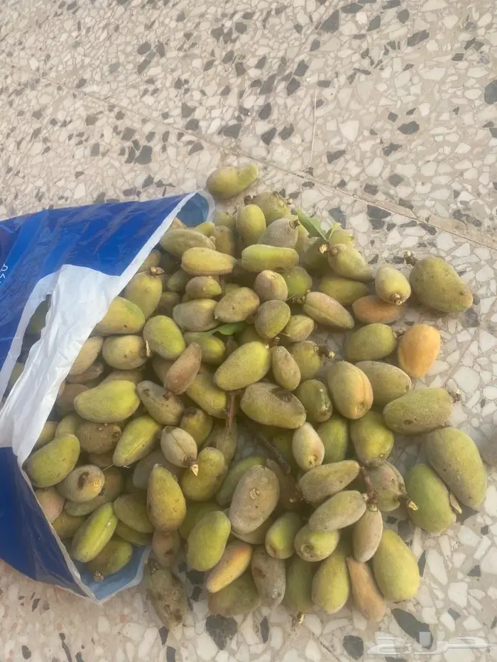 لوز بلدي حق الباحه 0
