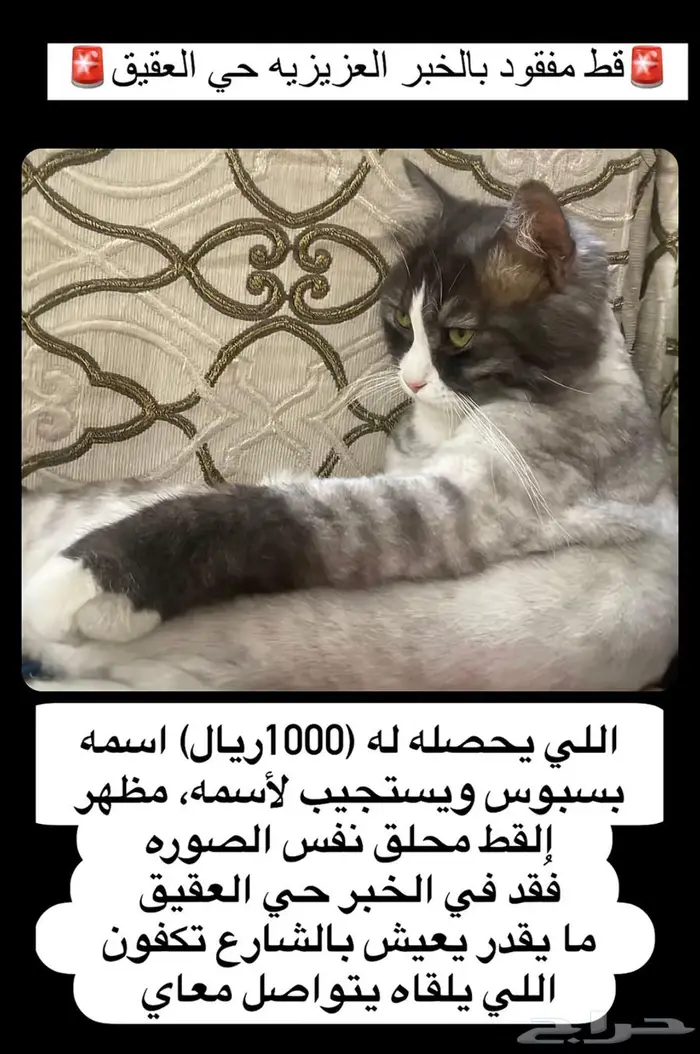 قط مفقود الخبر العزيزيه حي العقيق 0