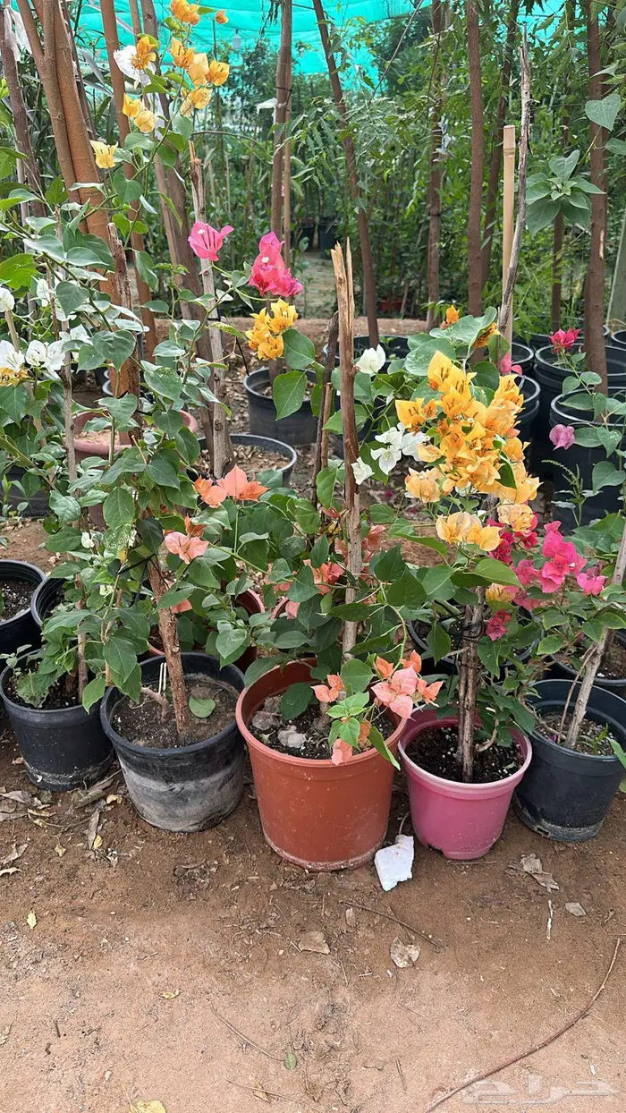 تنسيق حدائق اشجار زينه اشجار متسلقه جهنمية 1