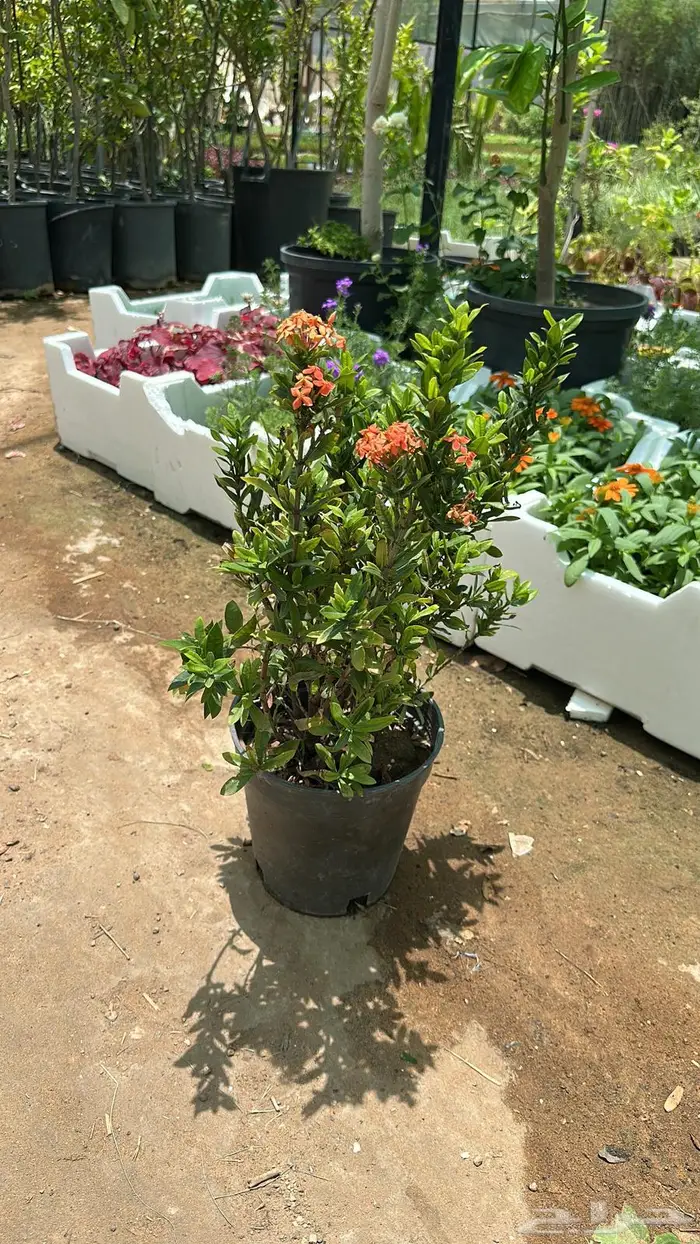 تنسيق حدائق اشجار زينه اشجار متسلقه جهنمية 7