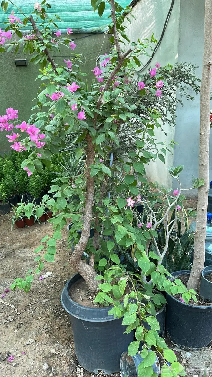 تنسيق حدائق اشجار زينه اشجار متسلقه جهنمية 3