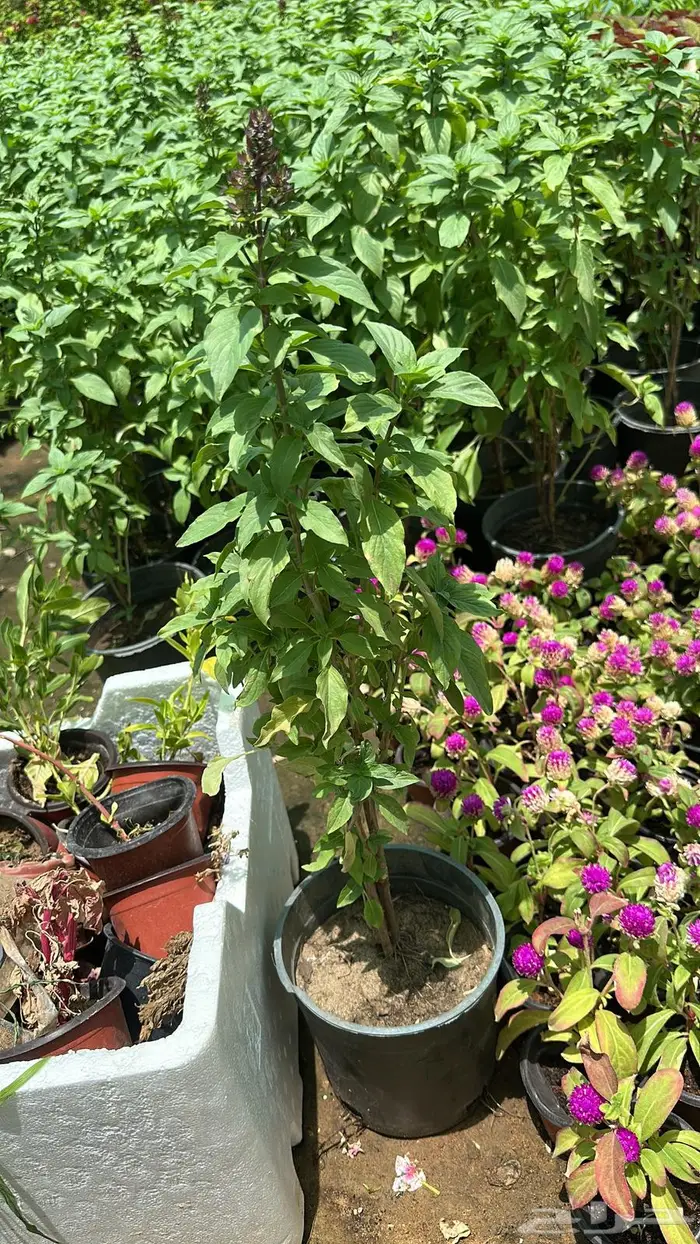 تنسيق حدائق اشجار زينه اشجار متسلقه جهنمية 8