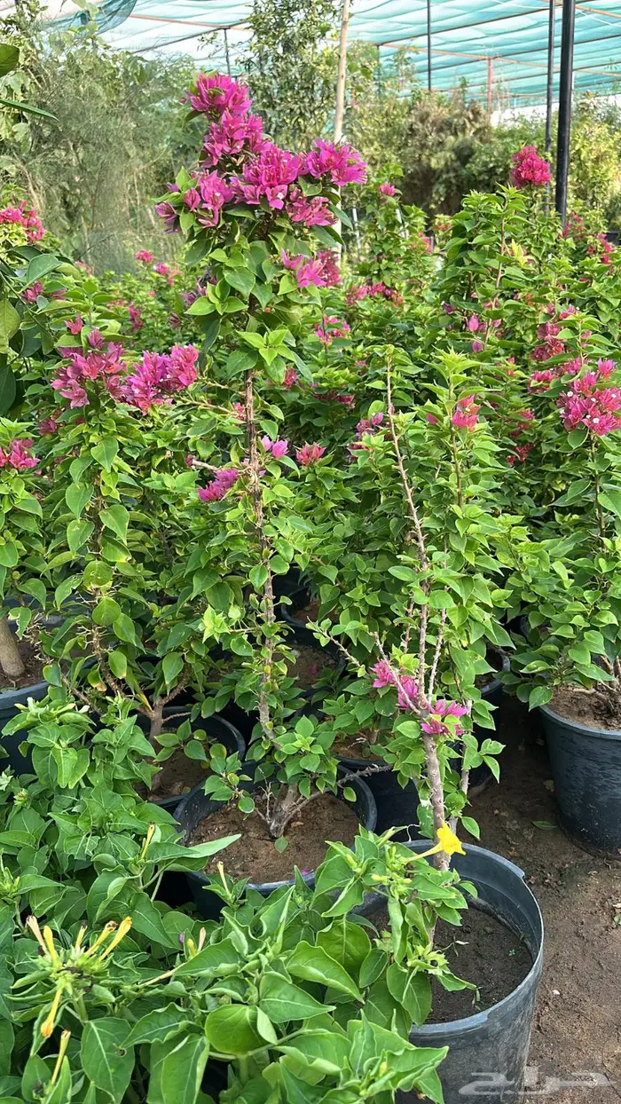 تنسيق حدائق اشجار زينه اشجار متسلقه جهنمية 4