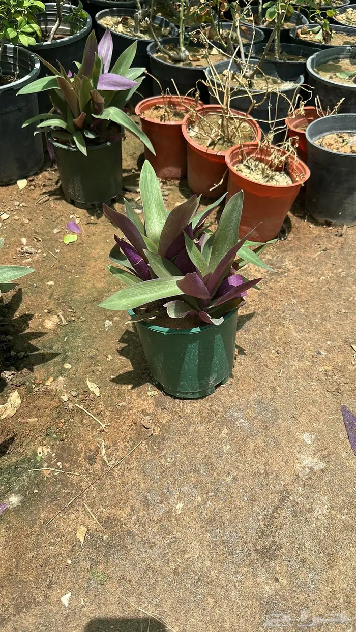 تنسيق حدائق اشجار زينه اشجار متسلقه جهنمية 11