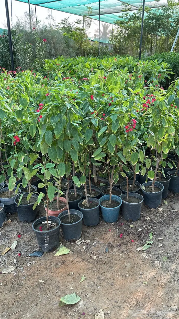 تنسيق حدائق اشجار زينه اشجار متسلقه جهنمية 2