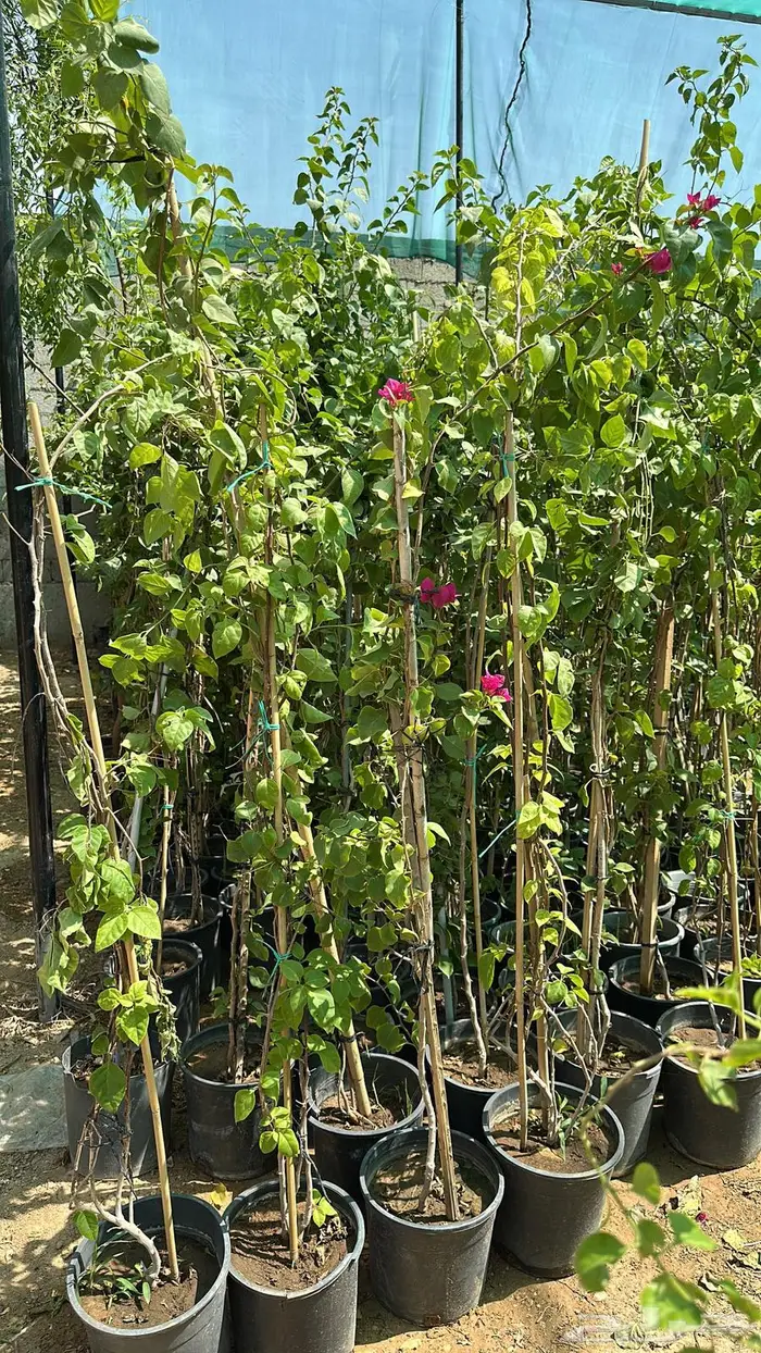 تنسيق حدائق اشجار زينه اشجار متسلقه جهنمية 5