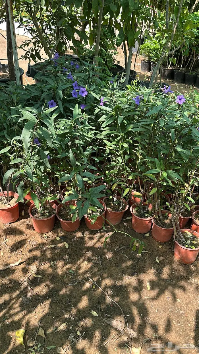 تنسيق حدائق اشجار زينه اشجار متسلقه جهنمية 6