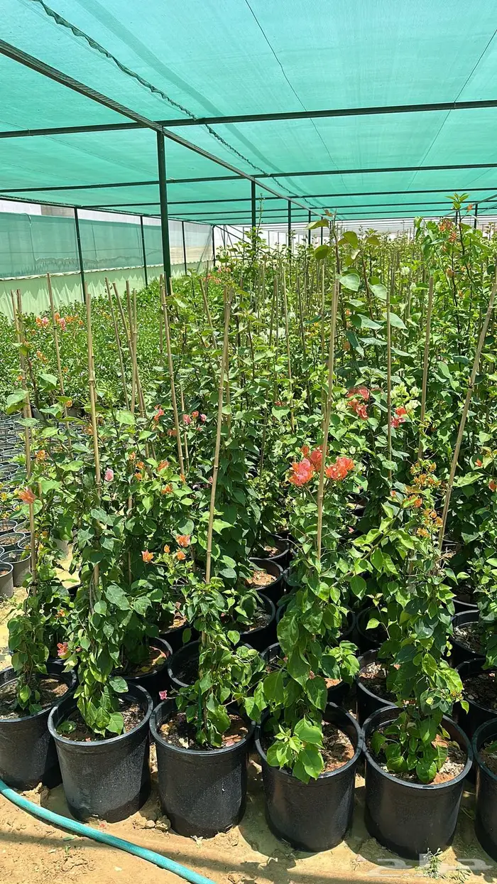 تنسيق حدائق اشجار زينه اشجار متسلقه جهنمية 12