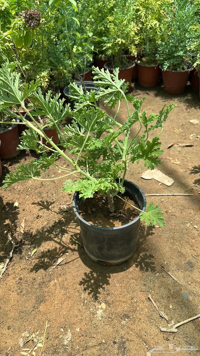 تنسيق حدائق اشجار زينه اشجار متسلقه جهنمية 10