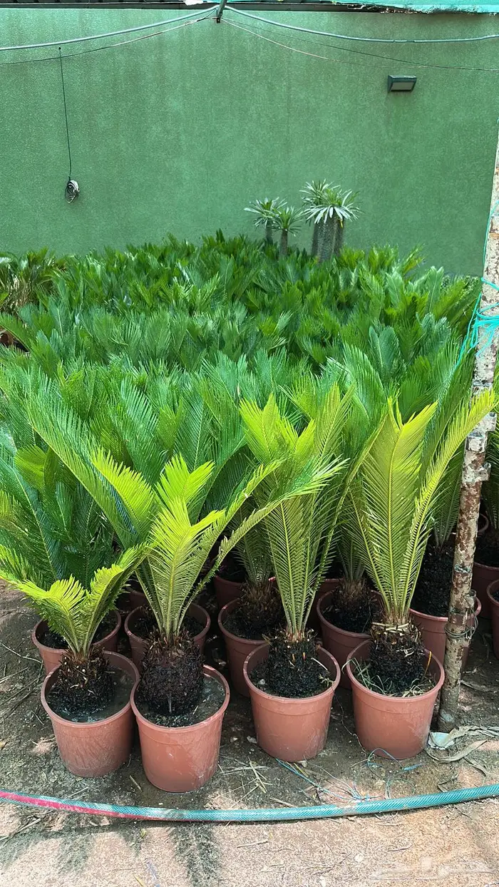 تنسيق حدائق اشجار زينه اشجار متسلقه جهنمية 14