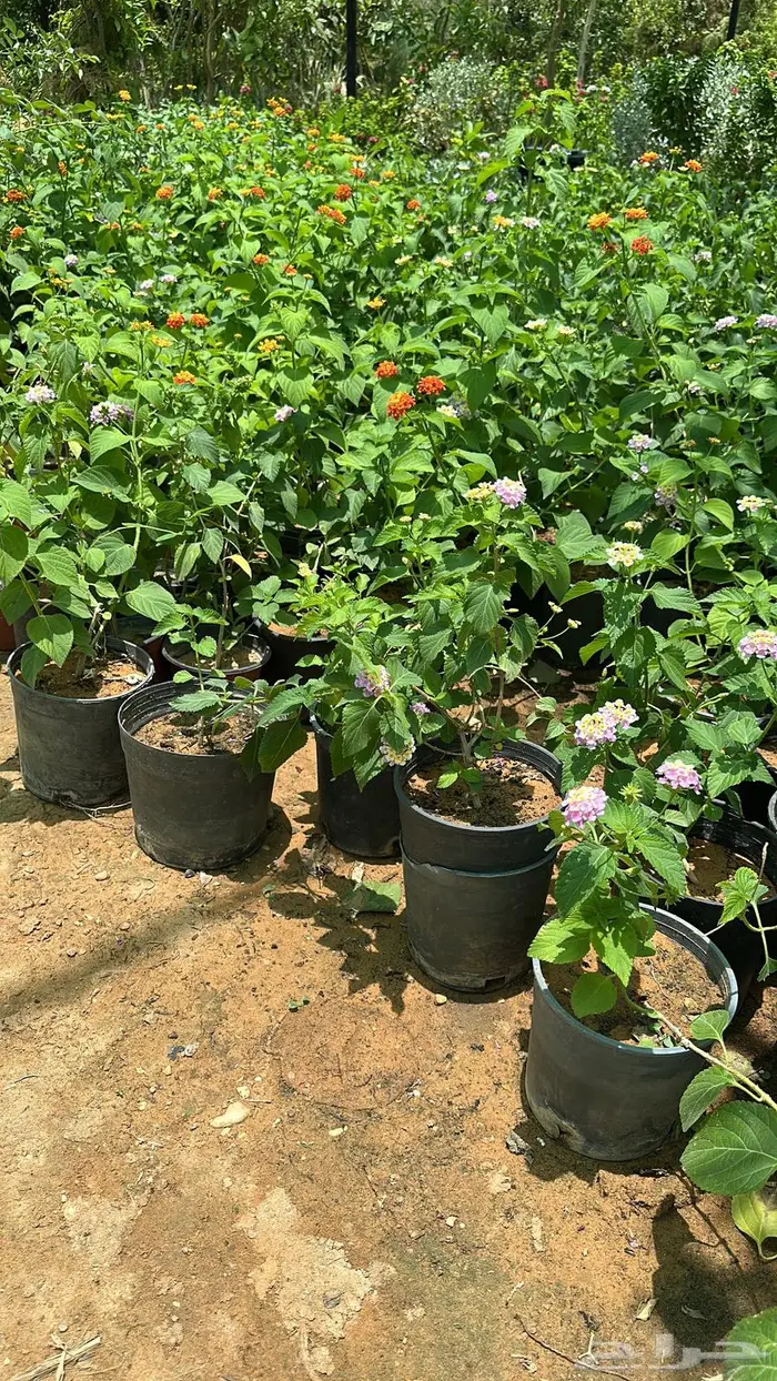 تنسيق حدائق اشجار زينه اشجار متسلقه جهنمية 13