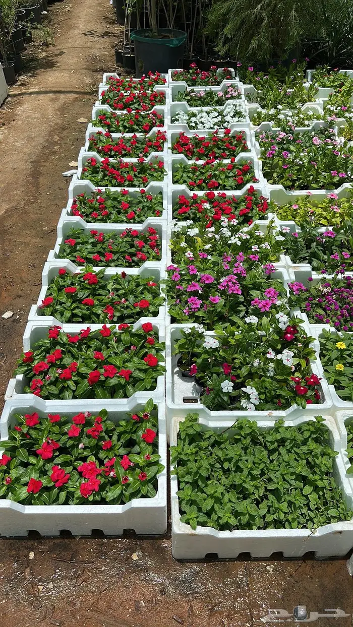 تنسيق حدائق اشجار زينه اشجار متسلقه جهنمية 15