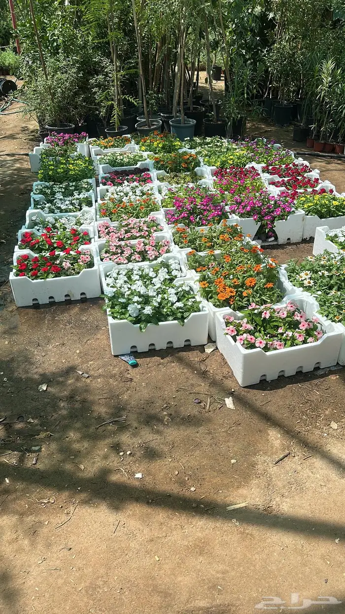 تنسيق حدائق اشجار زينه اشجار متسلقه جهنمية 16