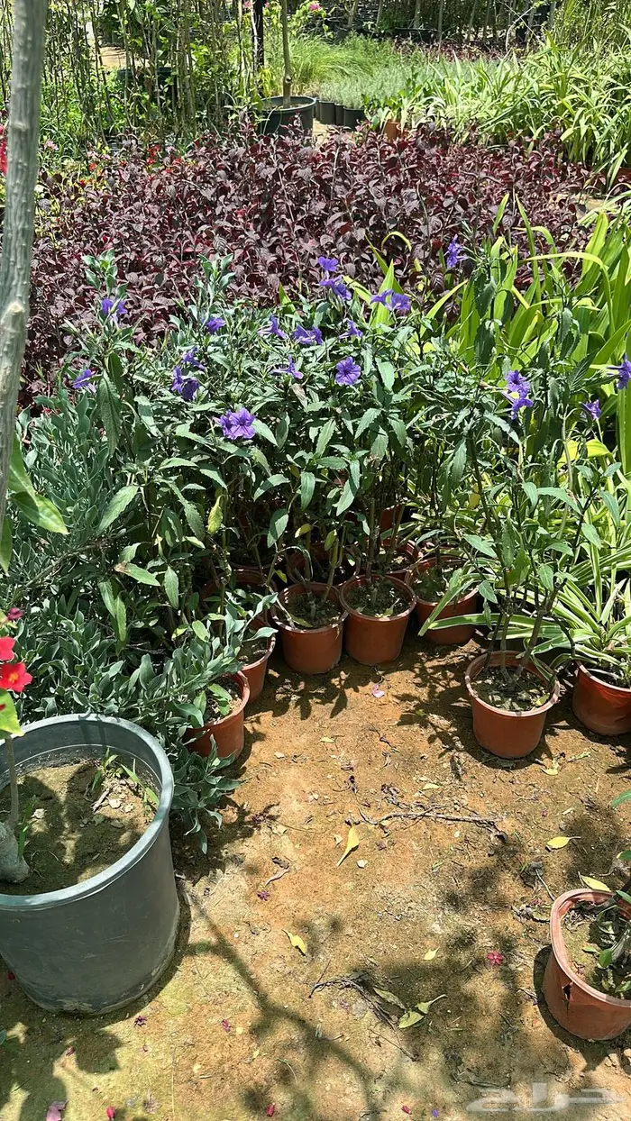 تنسيق حدائق اشجار زينه اشجار متسلقه جهنمية 17