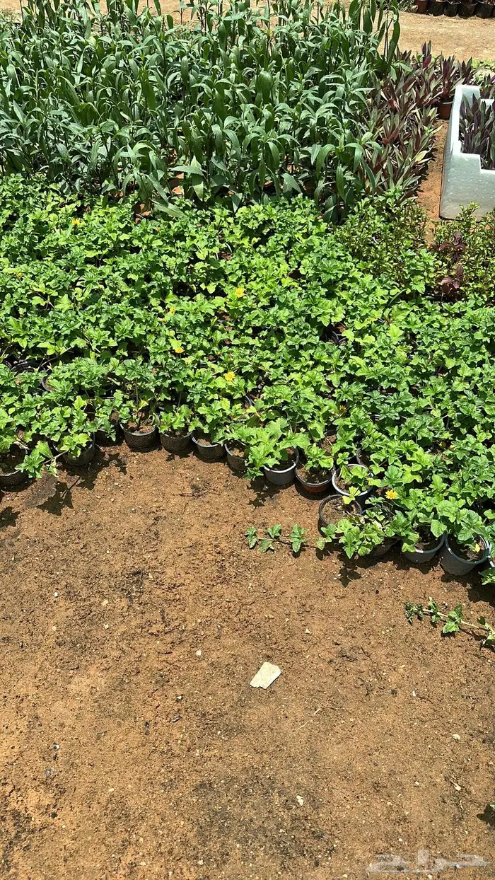 تنسيق حدائق اشجار زينه اشجار متسلقه جهنمية 0