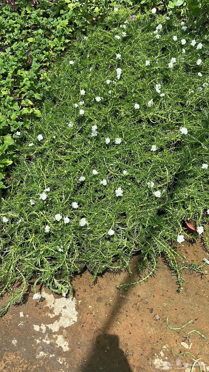 تنسيق حدائق اشجار زينه اشجار متسلقه جهنمية 19