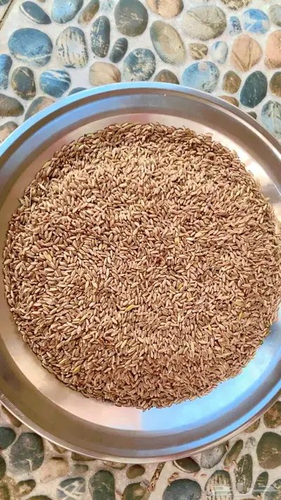 بر بلسمر صيب عضوي وعلى الشرط 0
