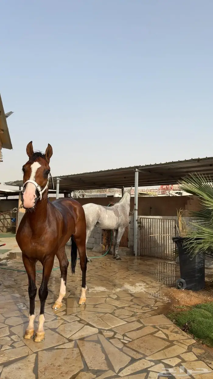 طلعات بالخيل مسارات لمدت ساعة بالخيل 4