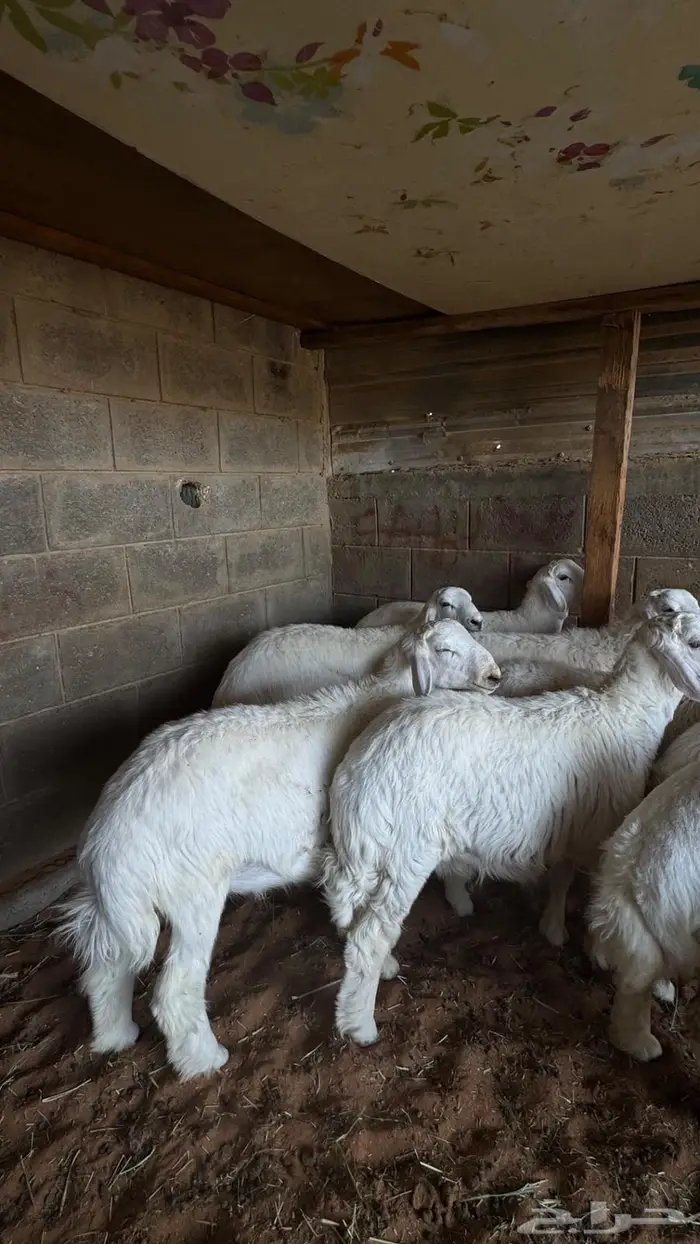 ابو عبدالله لبيع الذبايح 4