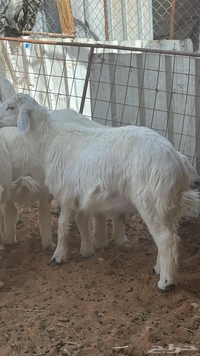 ابو عبدالله لبيع الذبايح 1