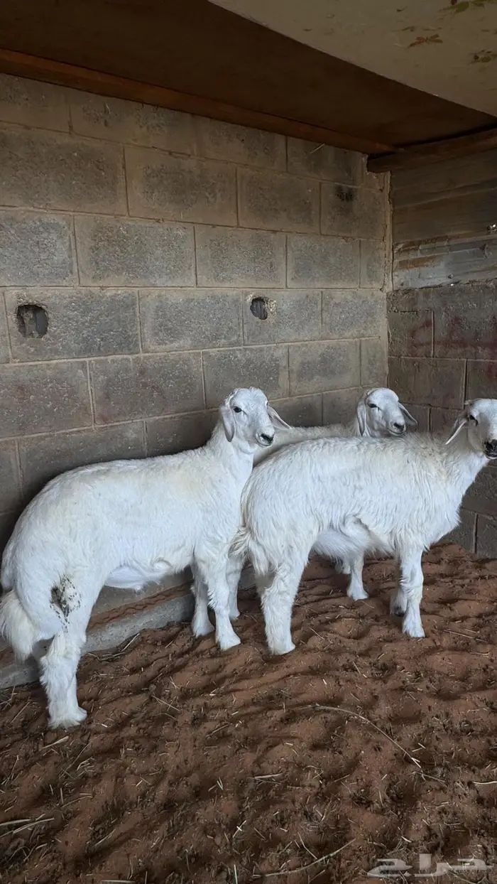 ابو عبدالله لبيع الذبايح 2