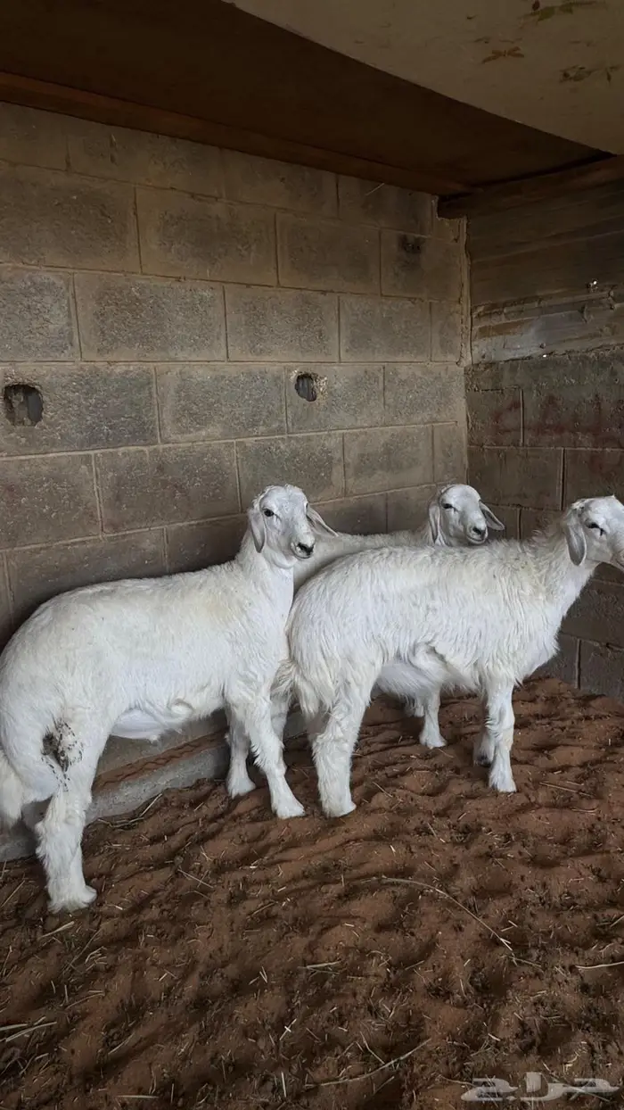 ابو عبدالله لبيع الذبايح 3