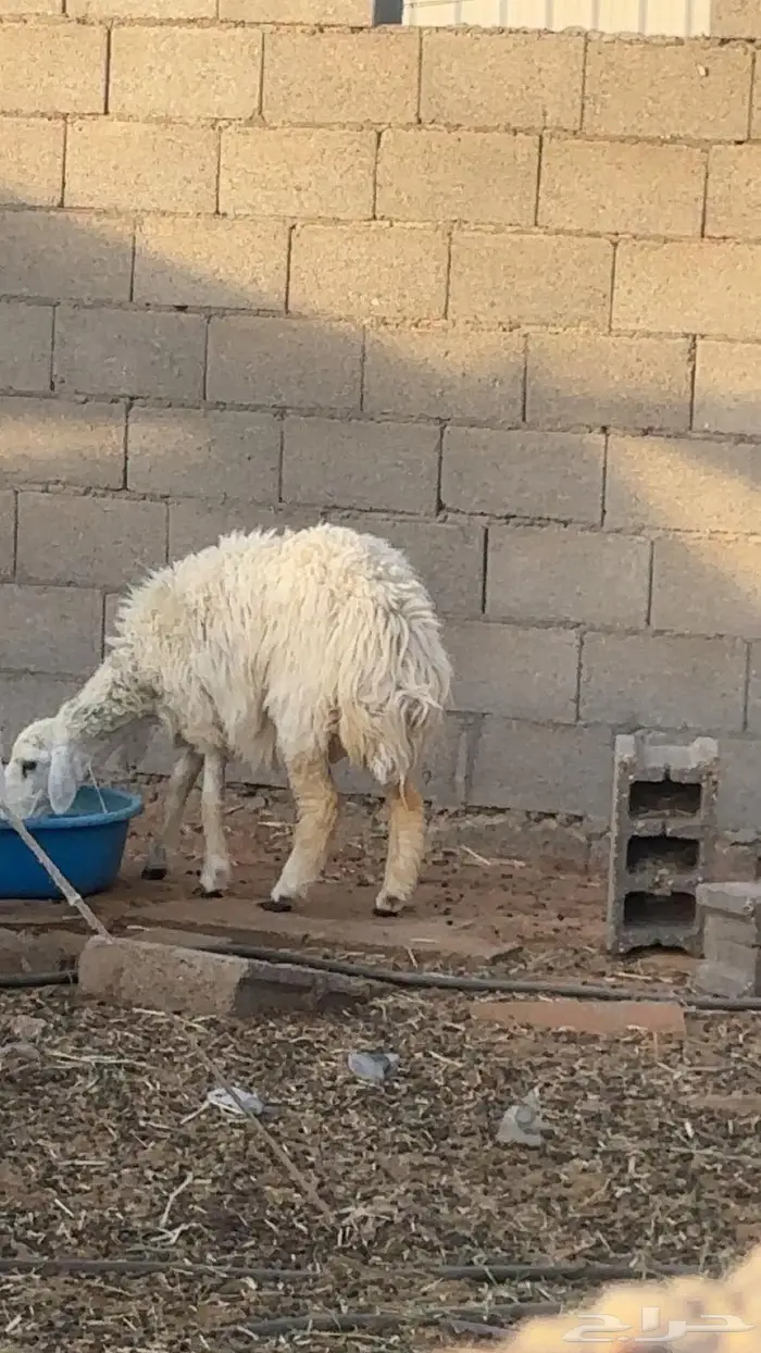 رخل حريه 0
