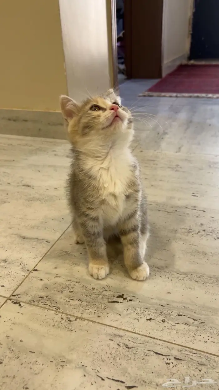 قط للبيع 300 ريال 3