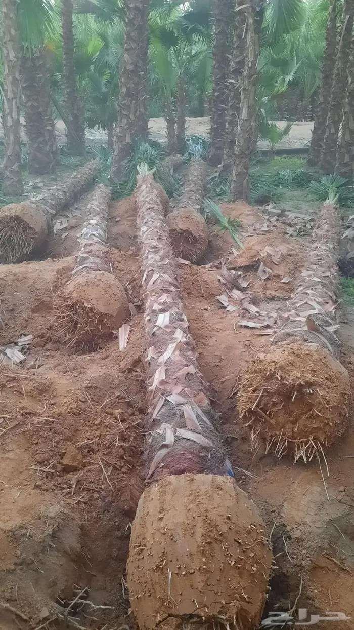نخل واشنطني زينه واشنطونيا 1