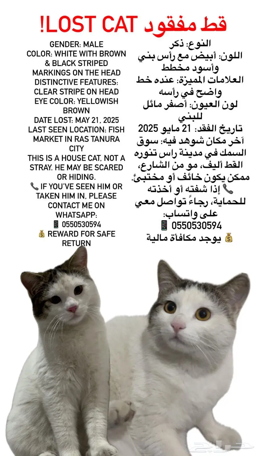 قطط 0