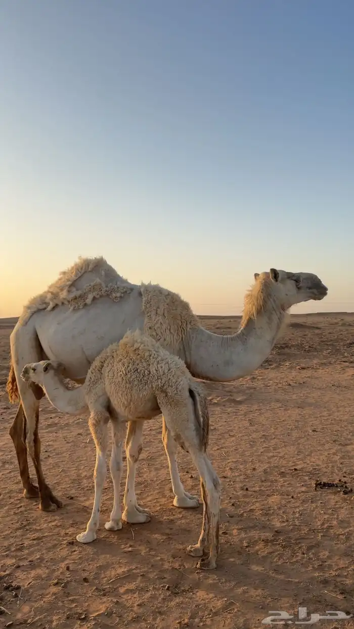 خلفه 2