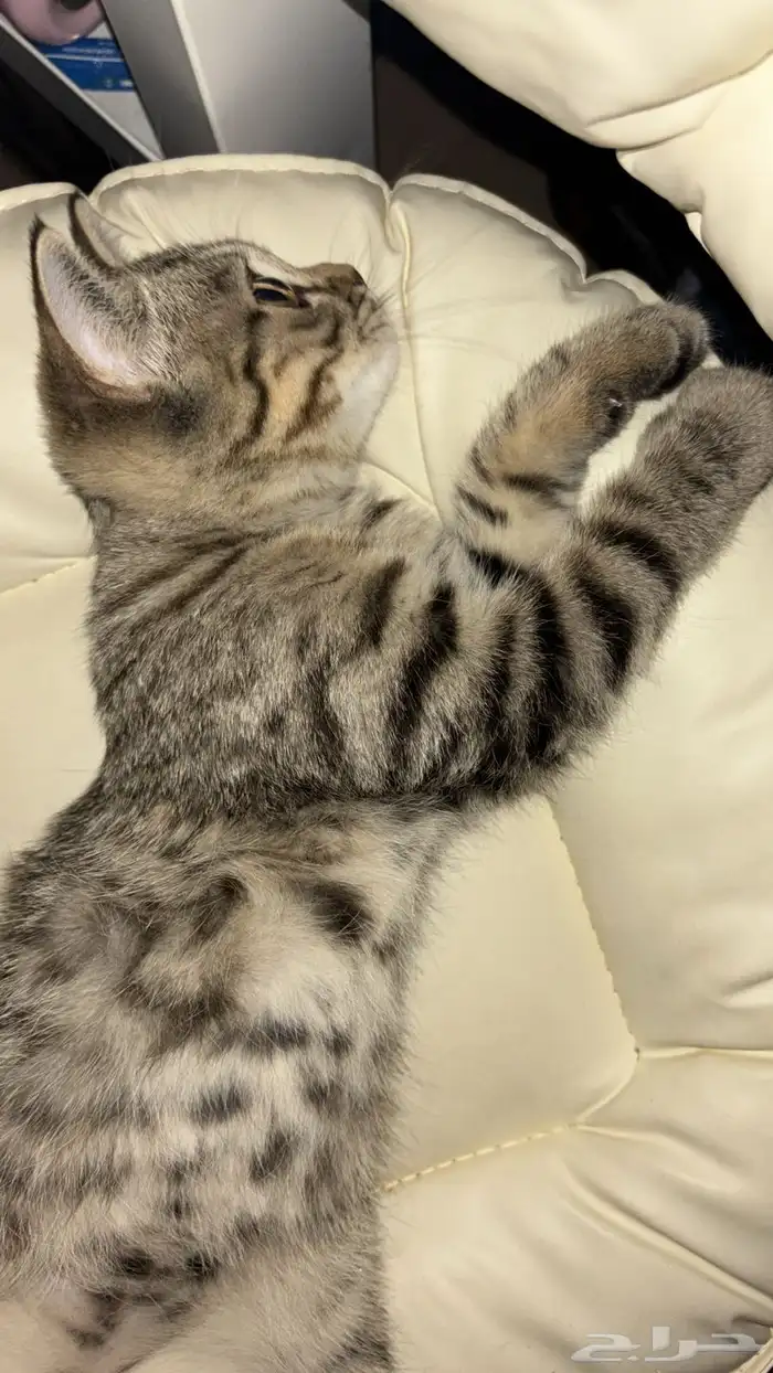 قط سكوتش ستريت شورت هير 3