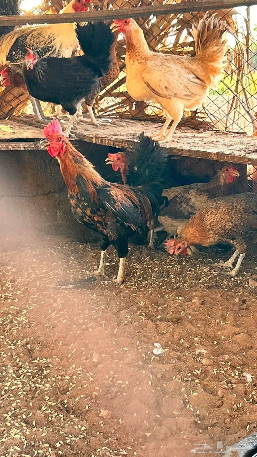 دجاج بلدي بياض 2