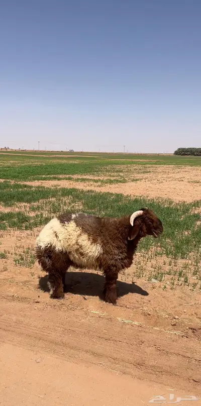 فحل نعيمي مشروع صنف فاخر 0