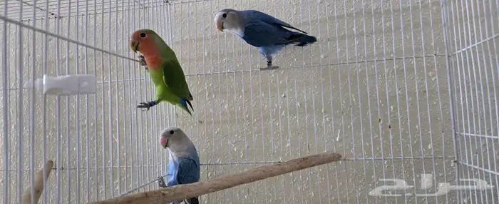 حبات روز مجهوله الجنس 2